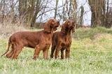 SETTER IRLANDAIS 241